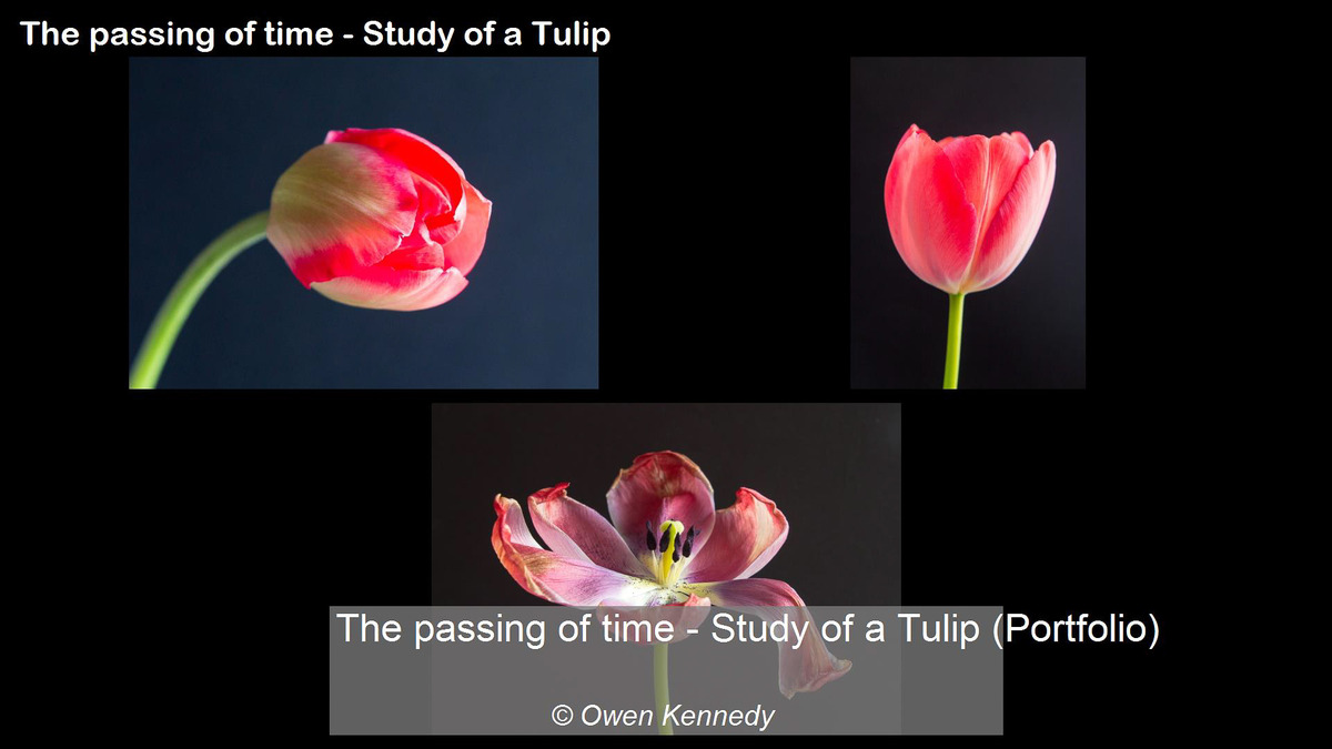 The passing of time - Study of a Tulip 